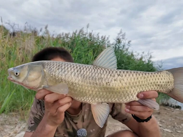 Чому яскраві поп-апи не працюють на дикій водоймі: як правильно подати насадку амурові та сазану