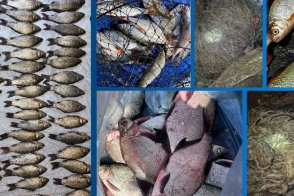 На Дніпропетровщині браконьєри наловили риби на понад 300 тисяч гривень