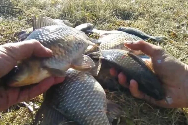 На що ловити карася восени в холодній воді: 5 уловистих насадок і робочий лайфхак
