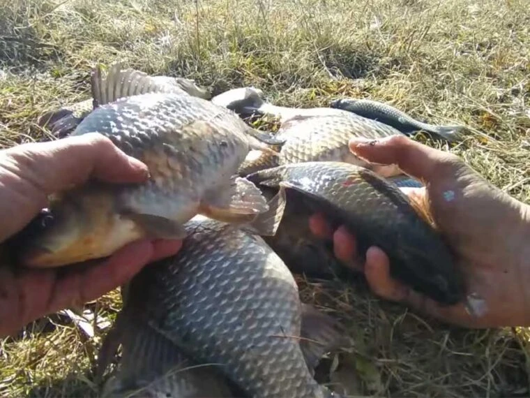 На що ловити карася восени в холодній воді: 5 уловистих насадок і робочий лайфхак